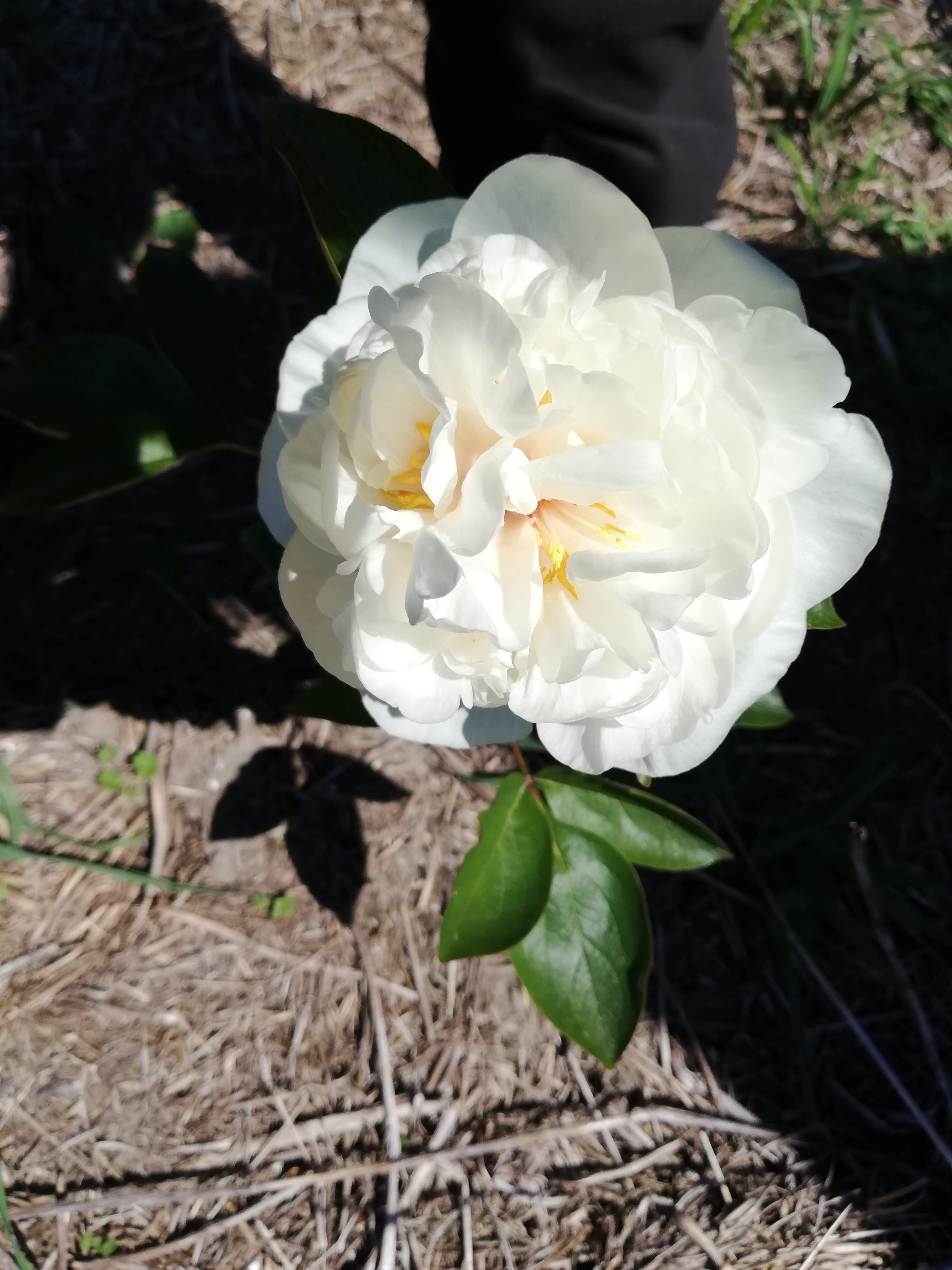 Bowl of Cream – photo 3