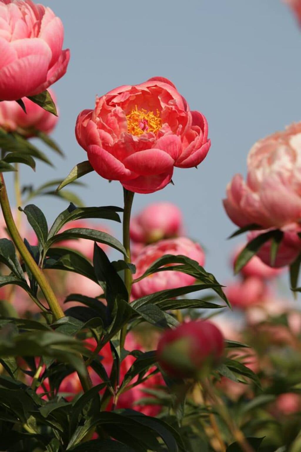 Coral Charm – photo 1