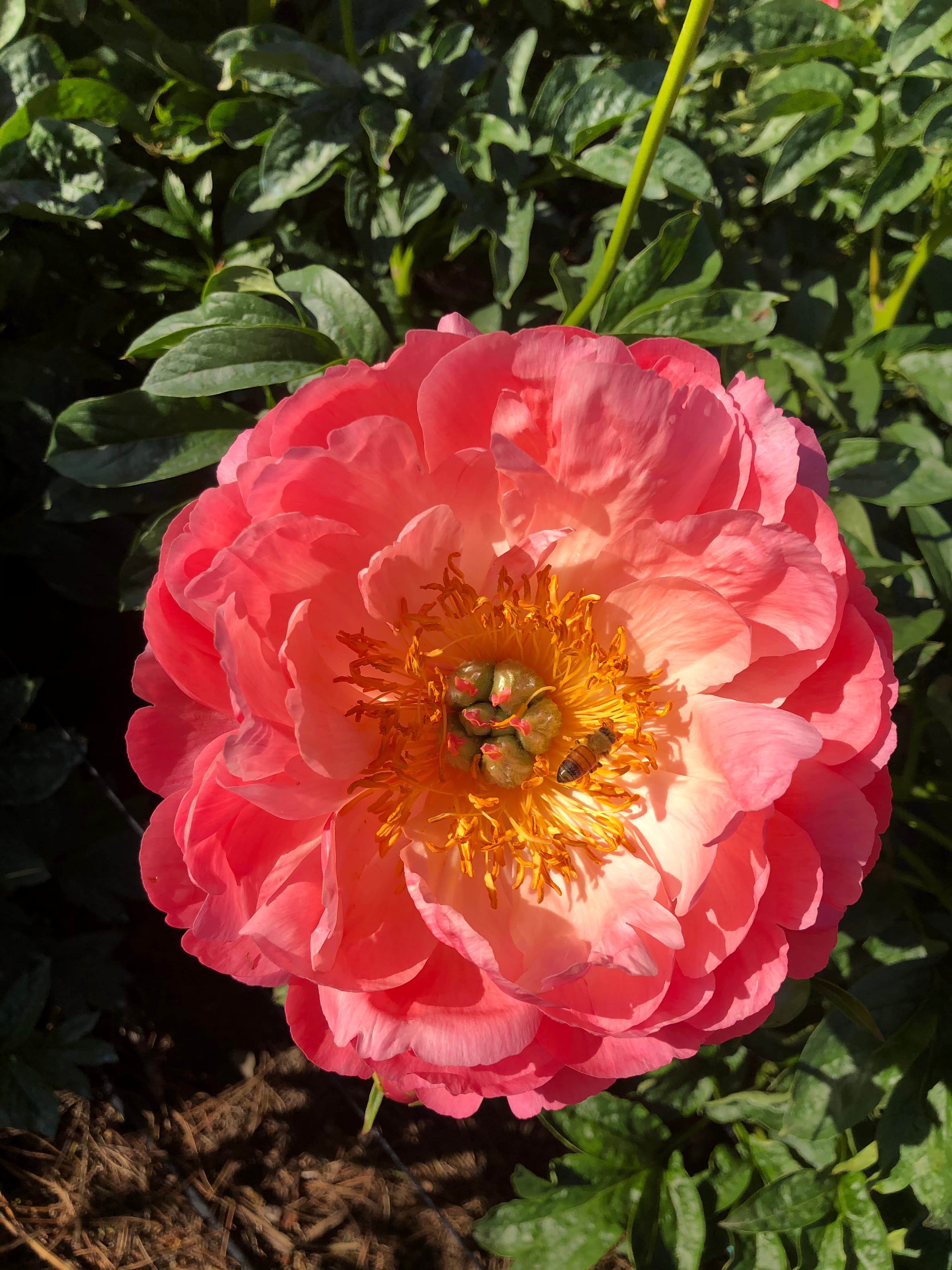 Coral Charm – photo 2