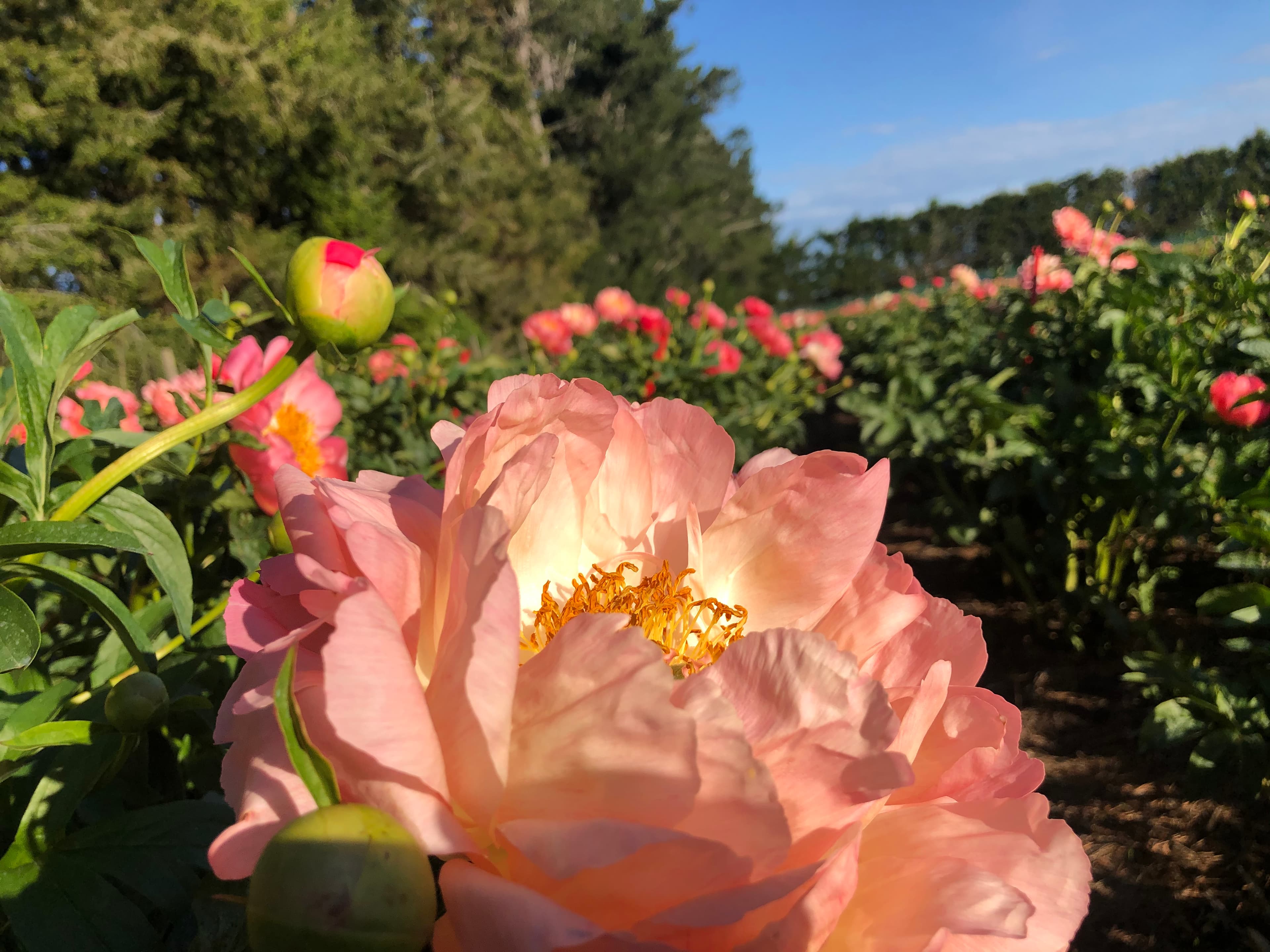 Coral Charm in the field