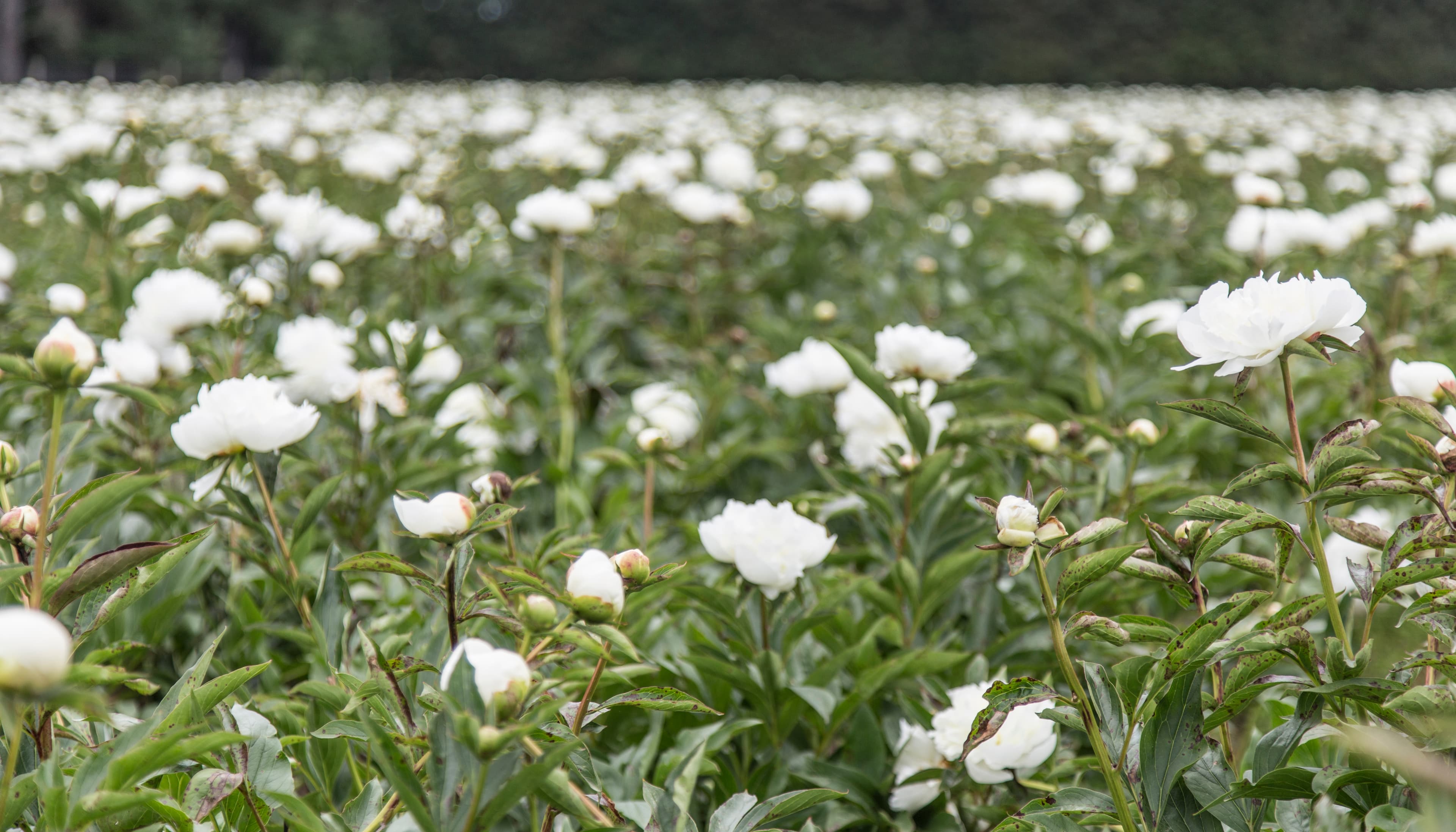 Duchesse de Nemours – photo 1