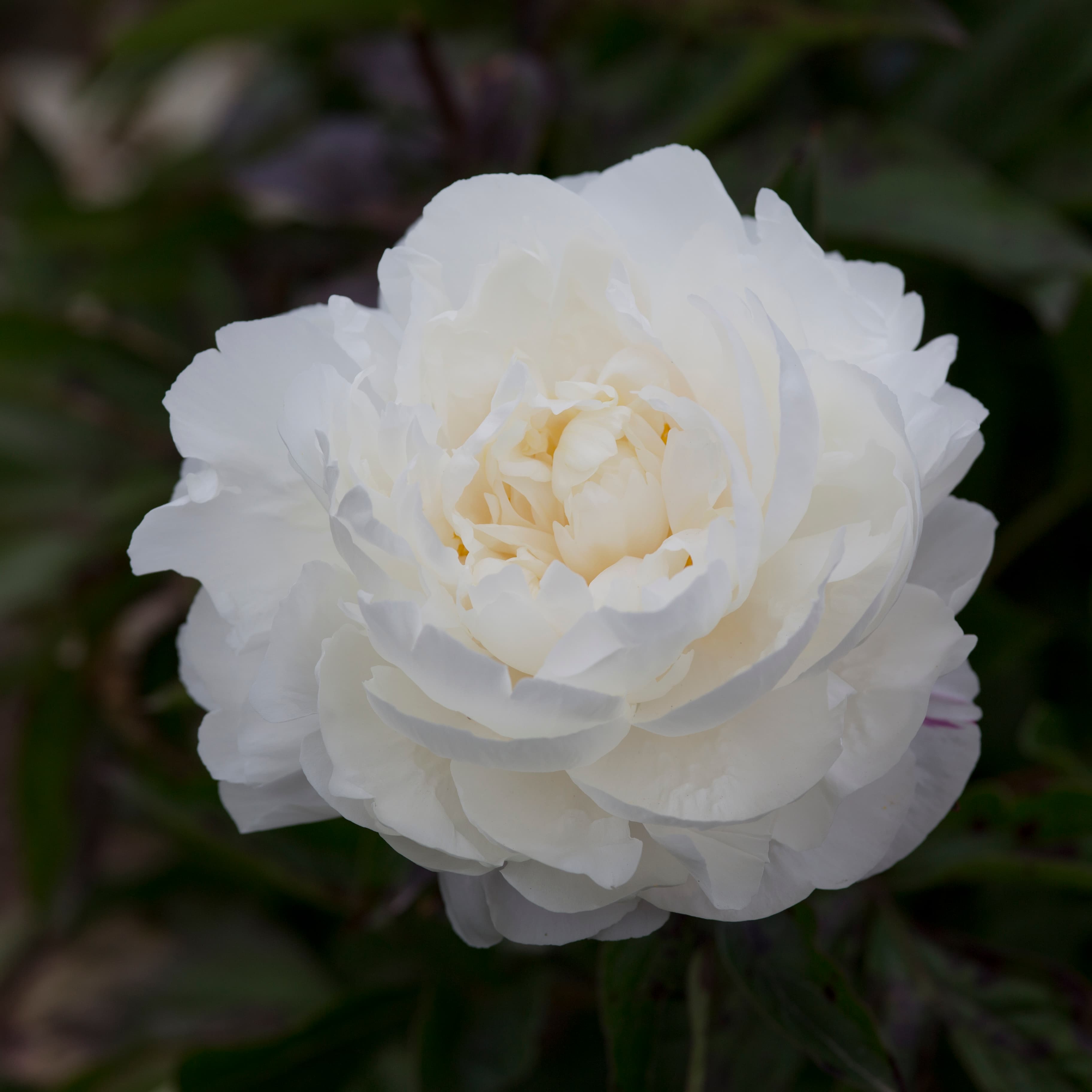 Duchesse de Nemours in the field