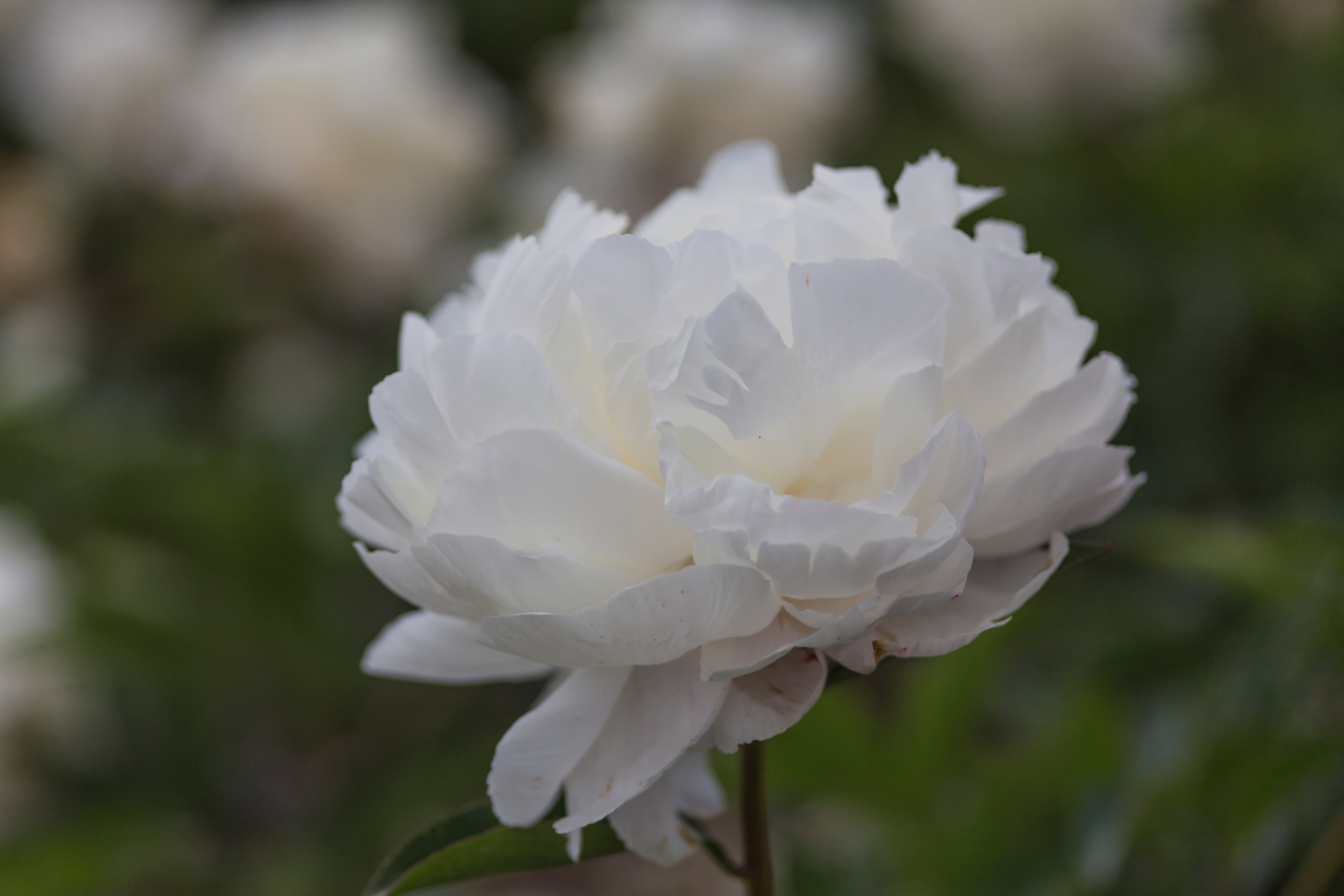 Duchesse de Nemours – photo 2