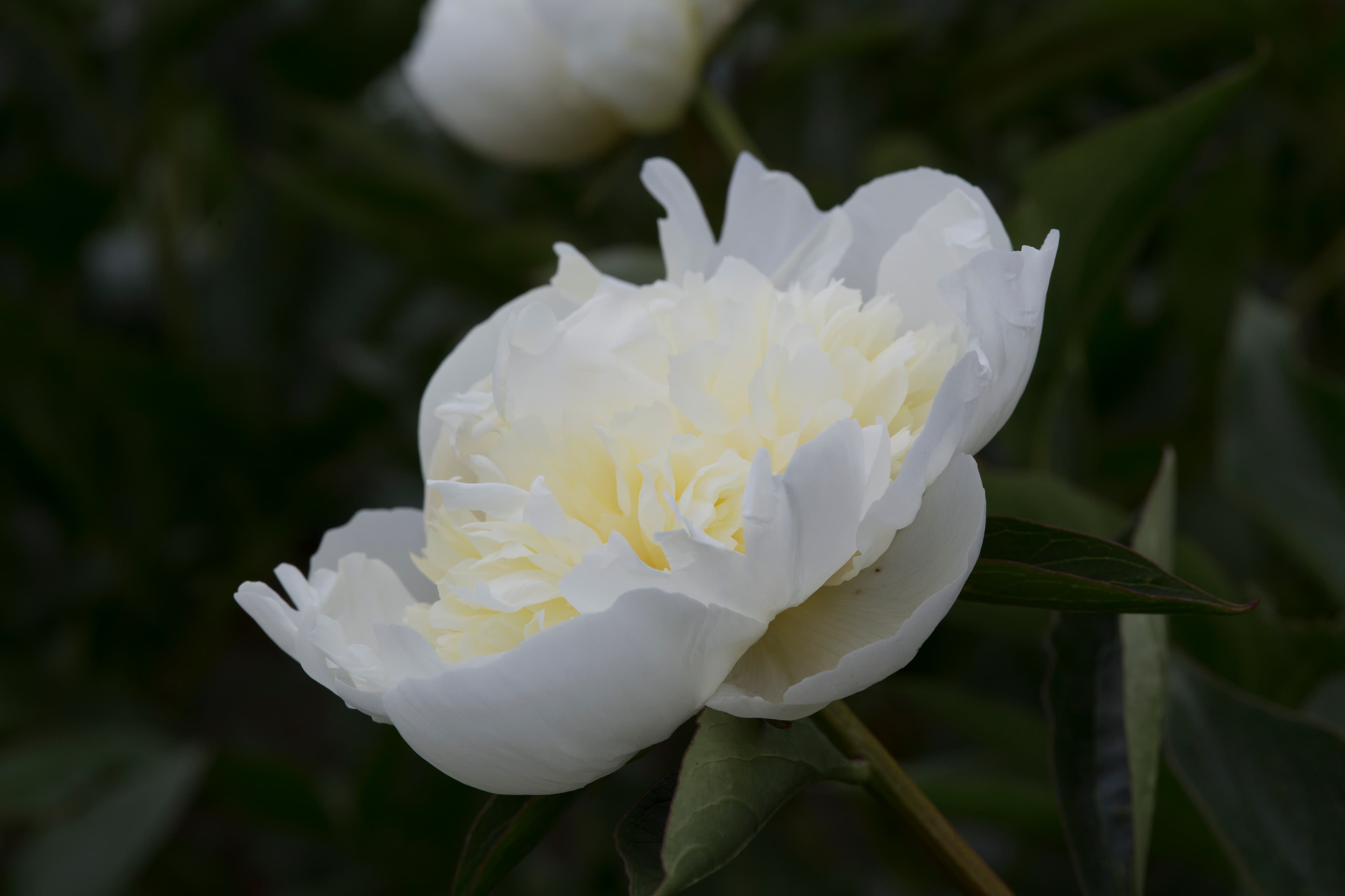 Duchesse de Nemours – photo 3