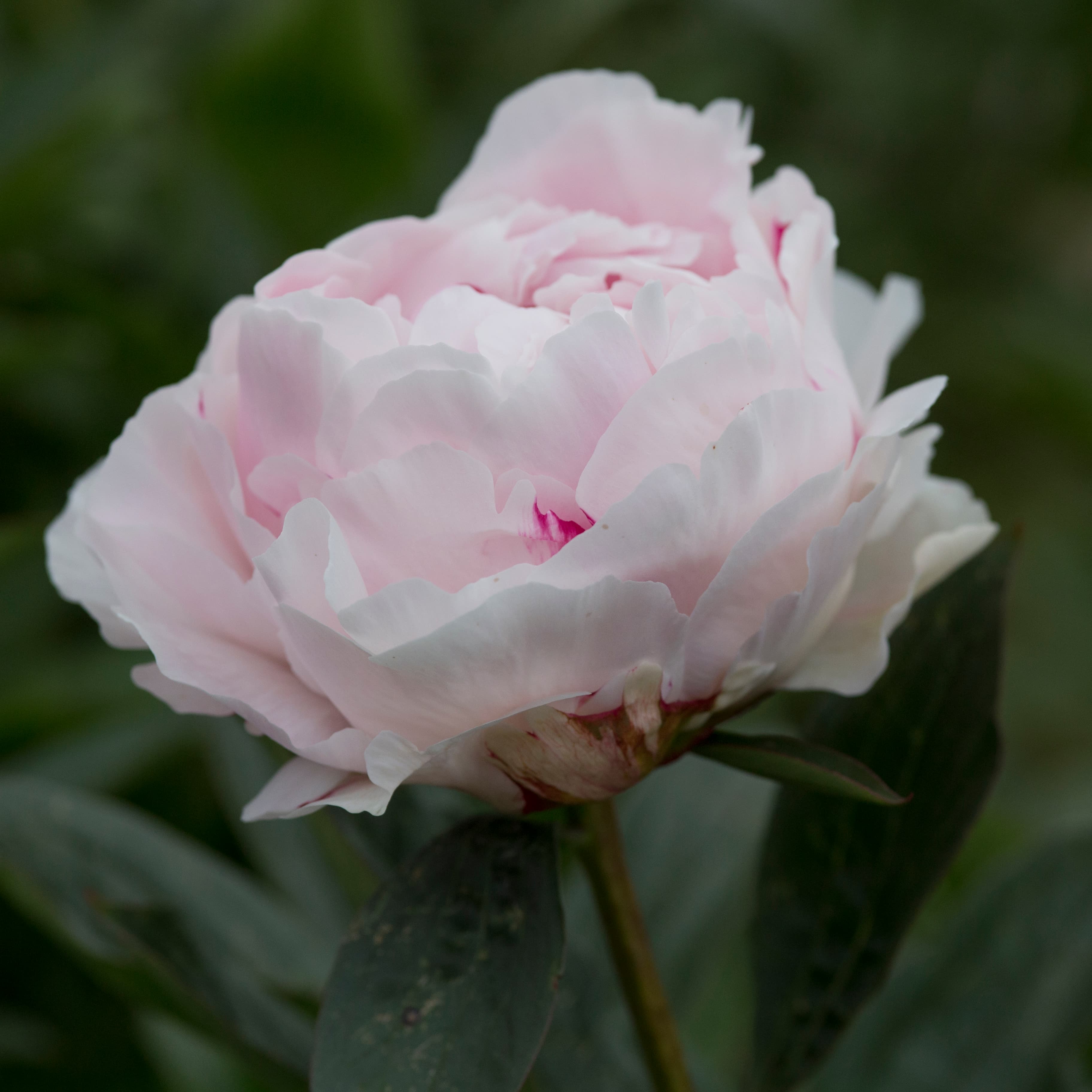 Gardenia – photo 1