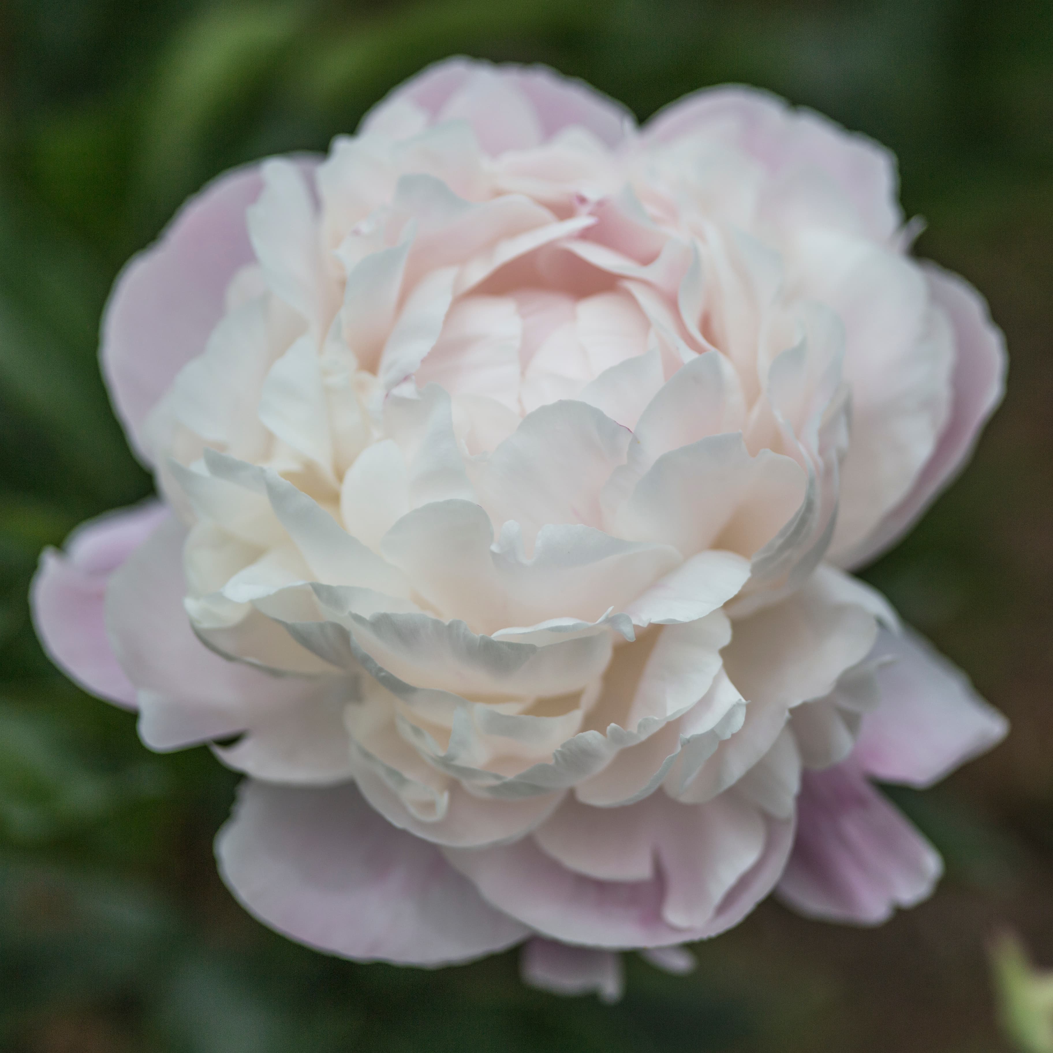 Gardenia in the field