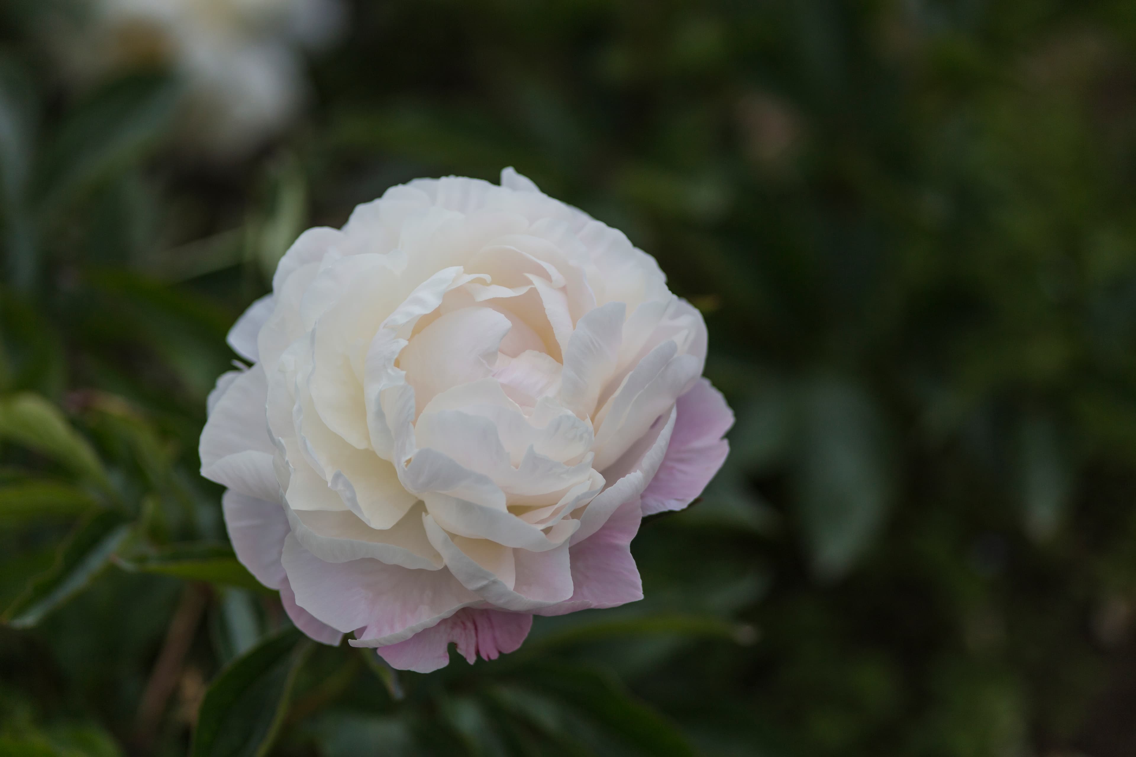 Gardenia – photo 2