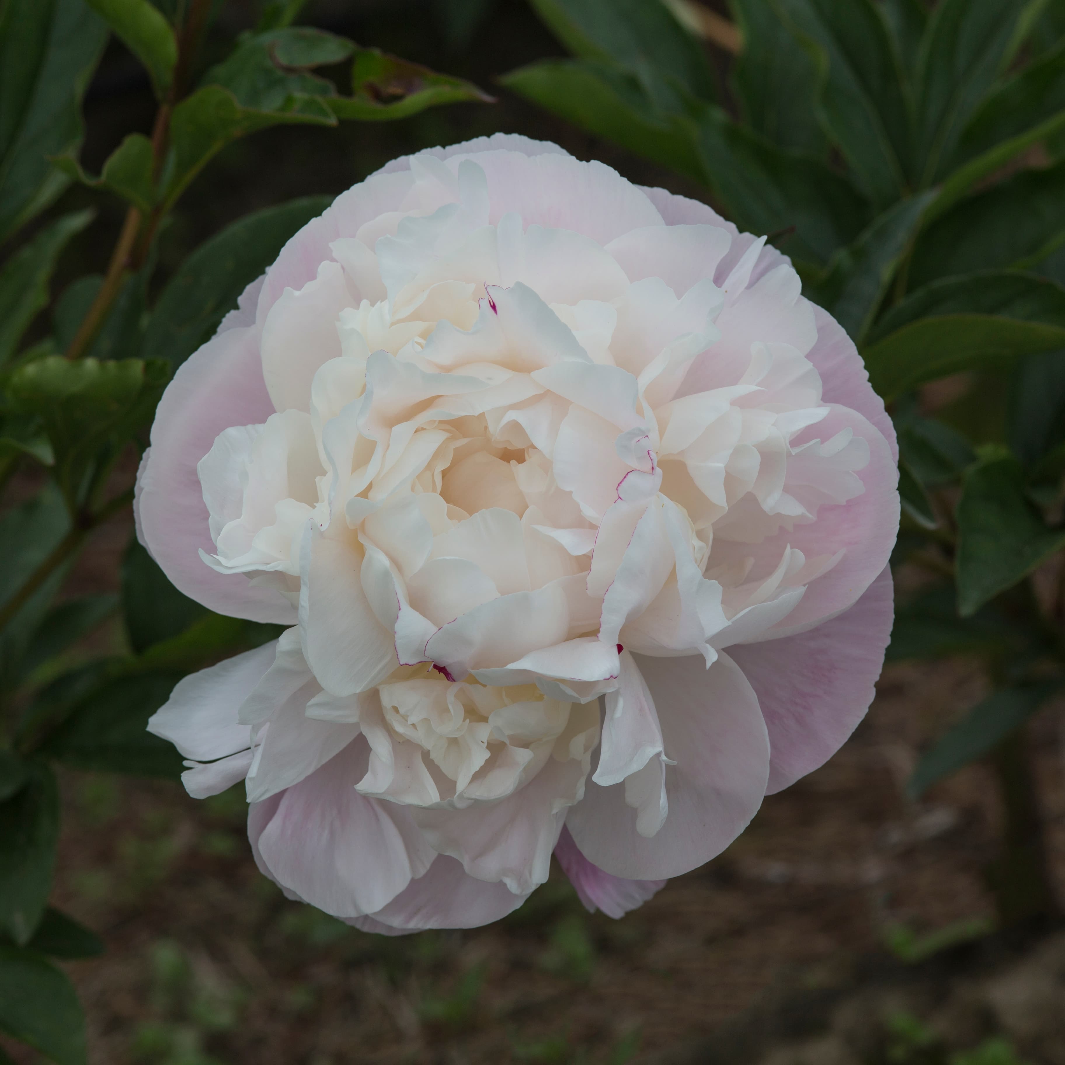 Gardenia – photo 3