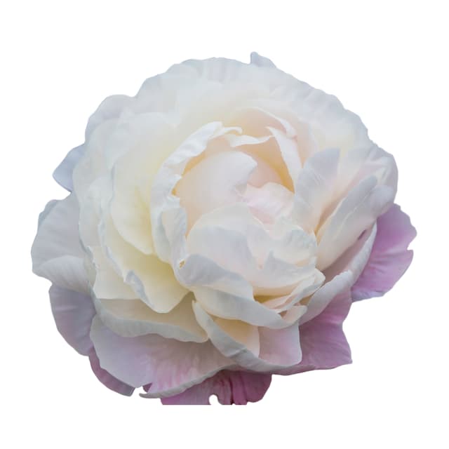 Gardenia