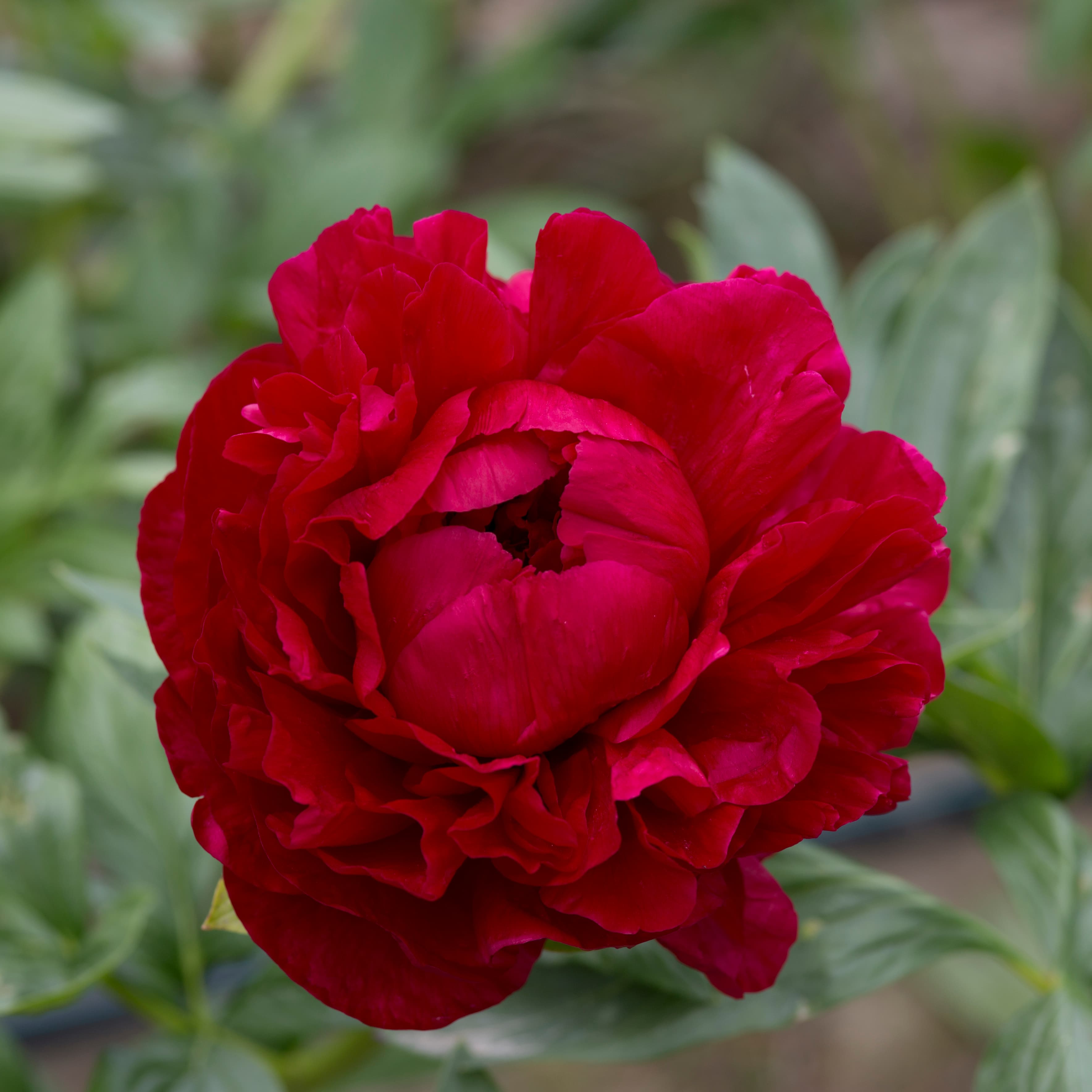 Henry Bockstoce – photo 2
