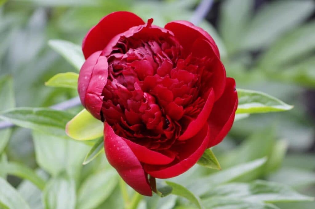 Red Charm in the field