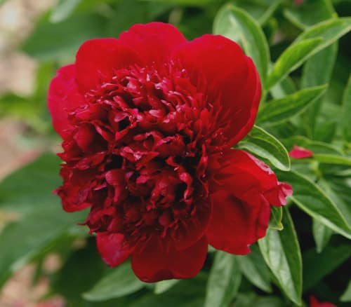Red Charm – photo 1