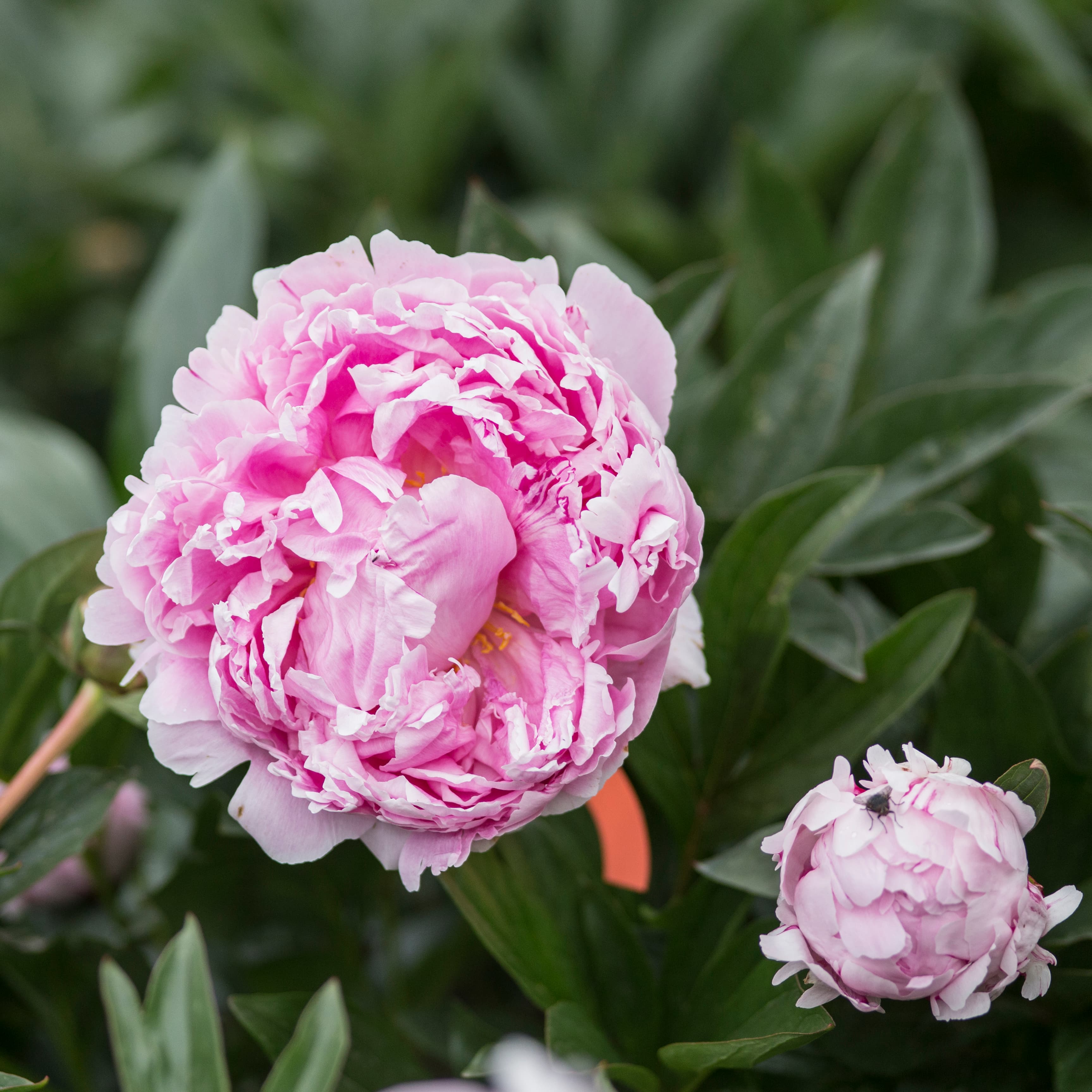 Sarah Bernhardt in the field