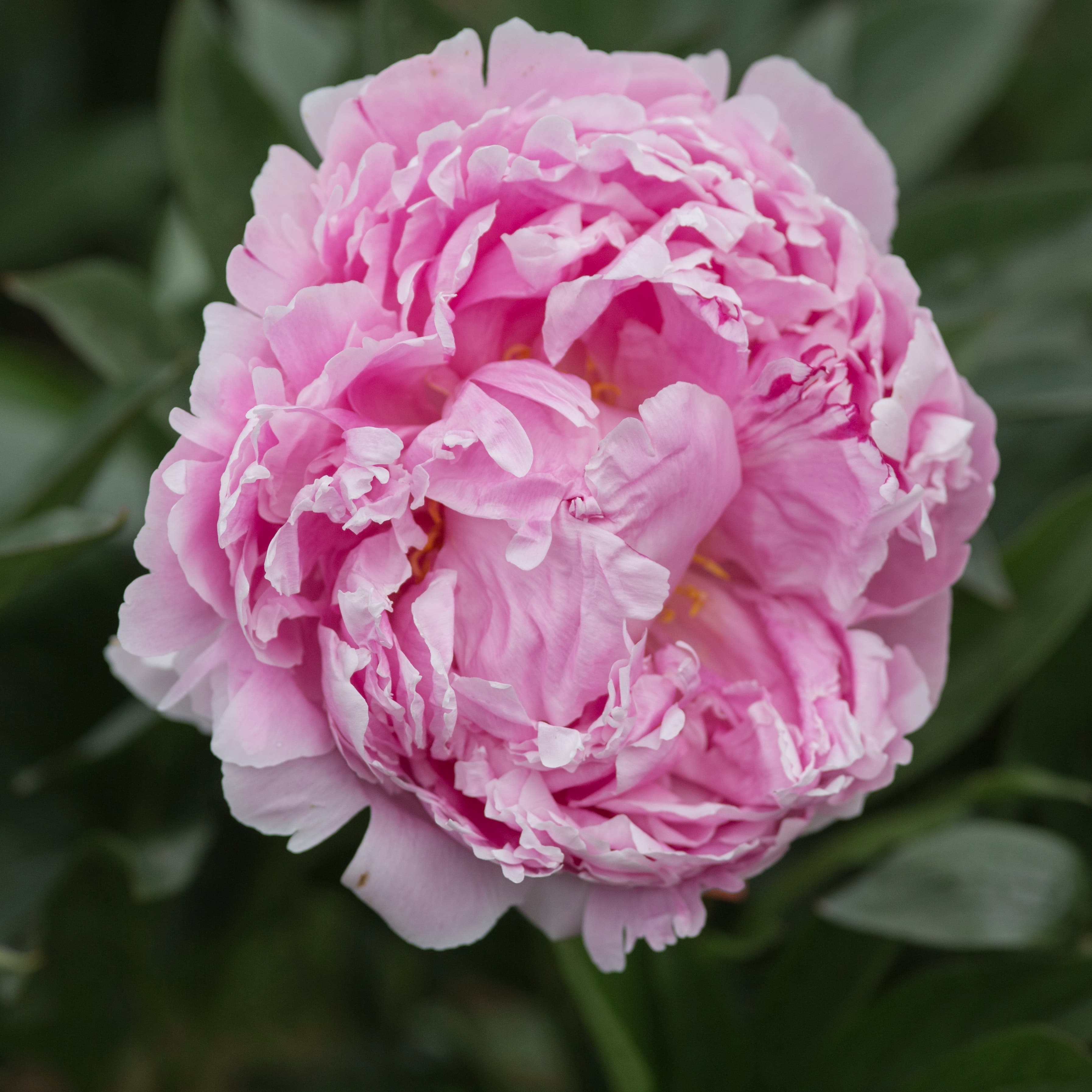 Sarah Bernhardt – photo 1