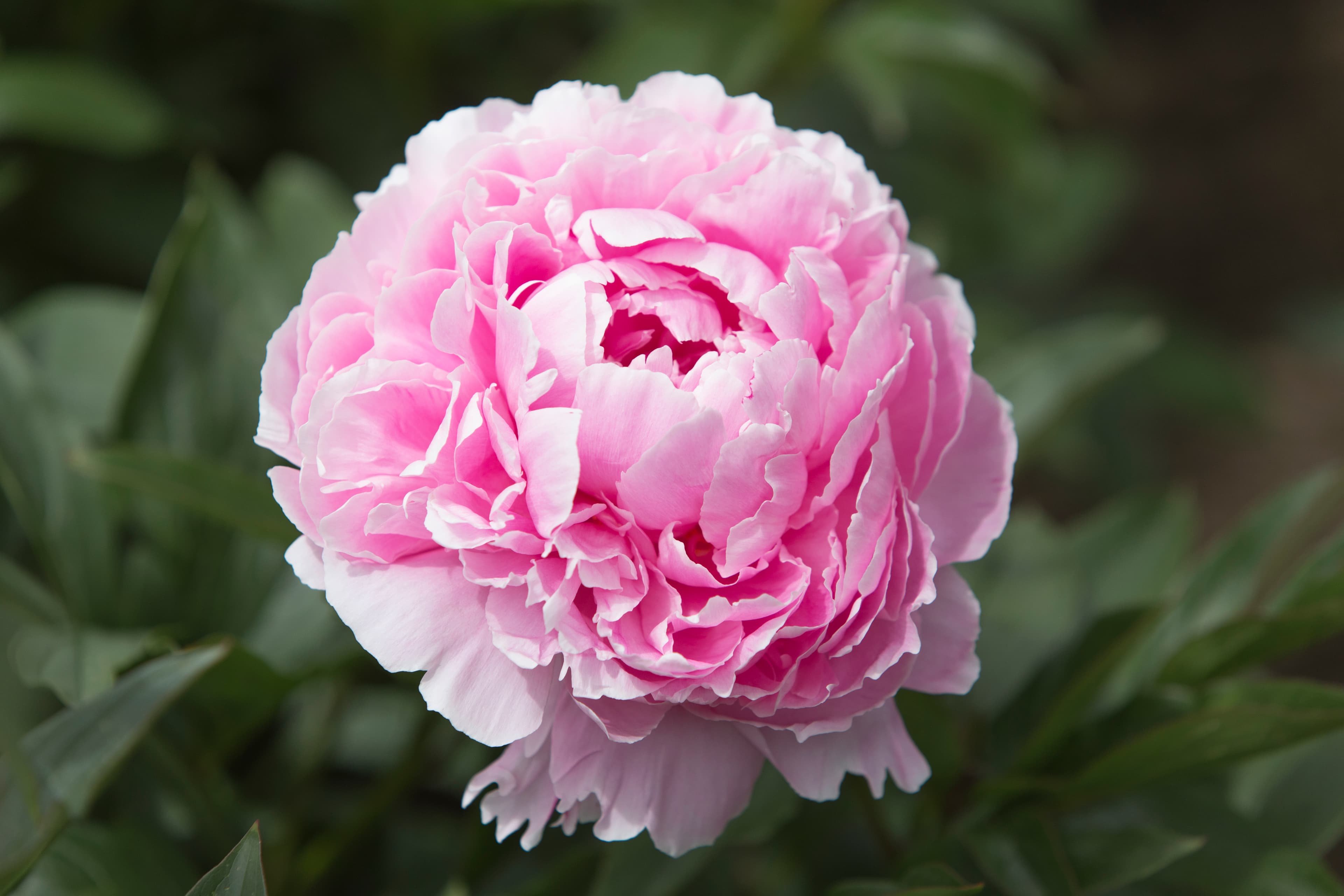 Sarah Bernhardt – photo 2