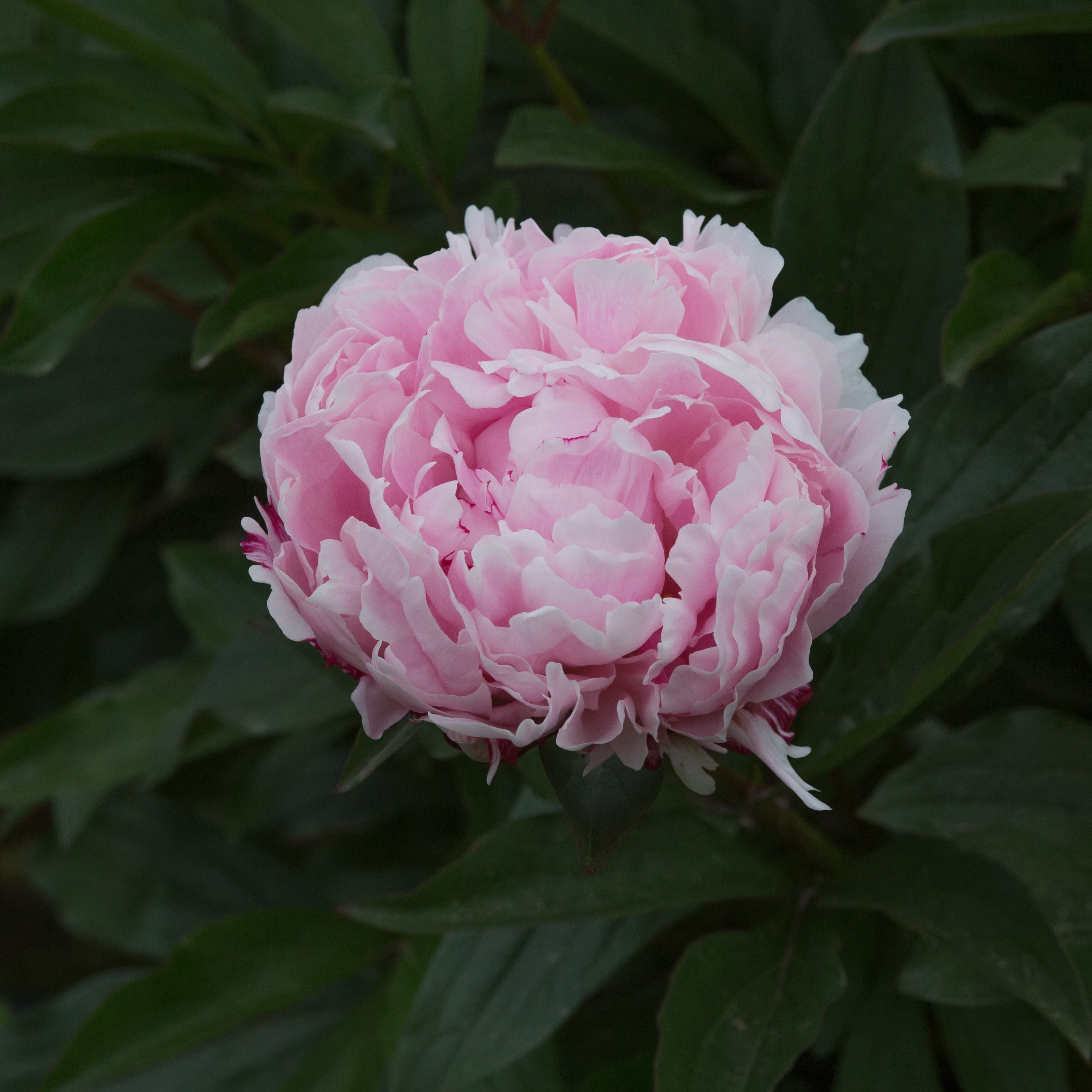 Sarah Bernhardt – photo 3