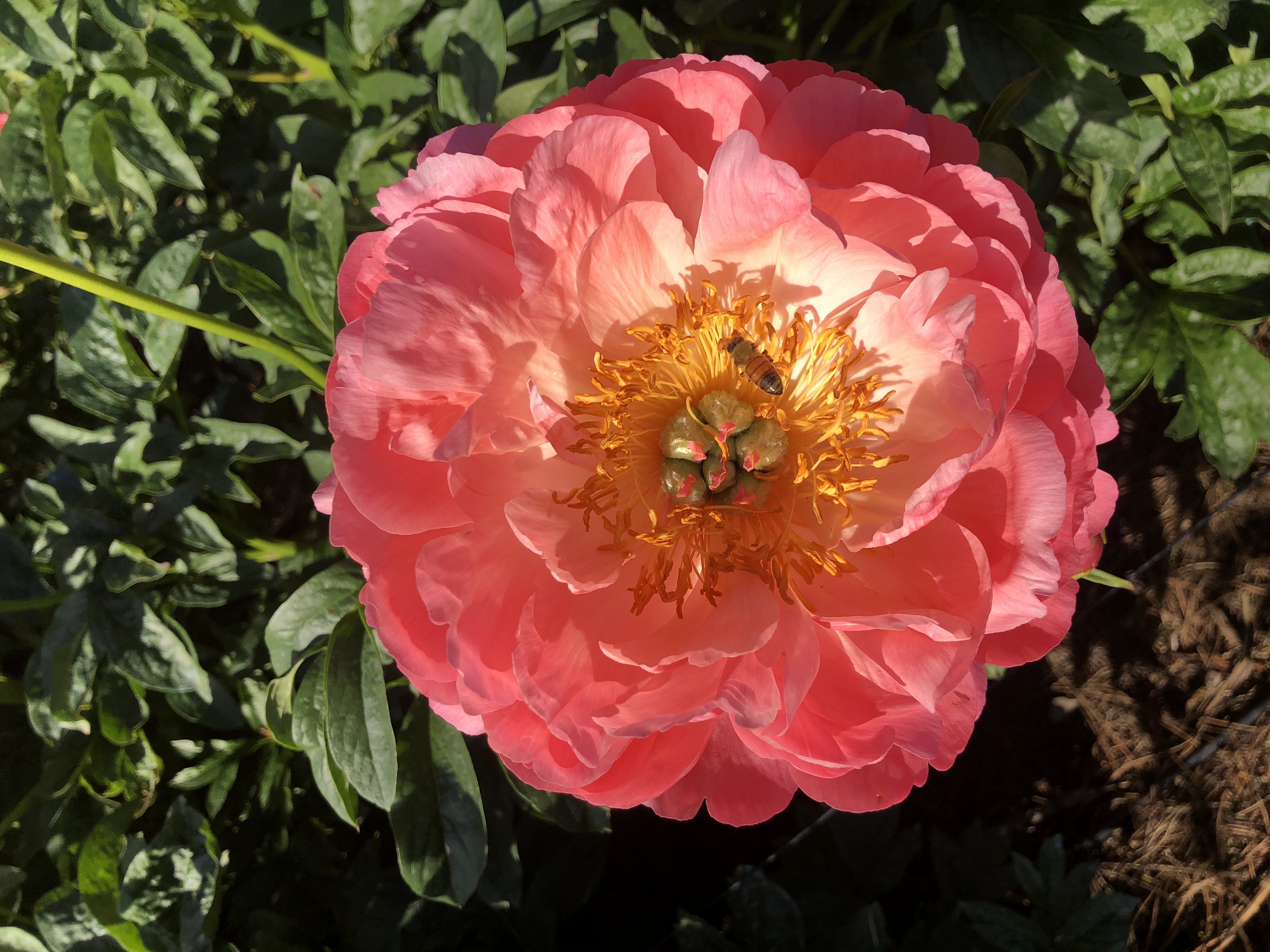 Coral Charm in full bloom