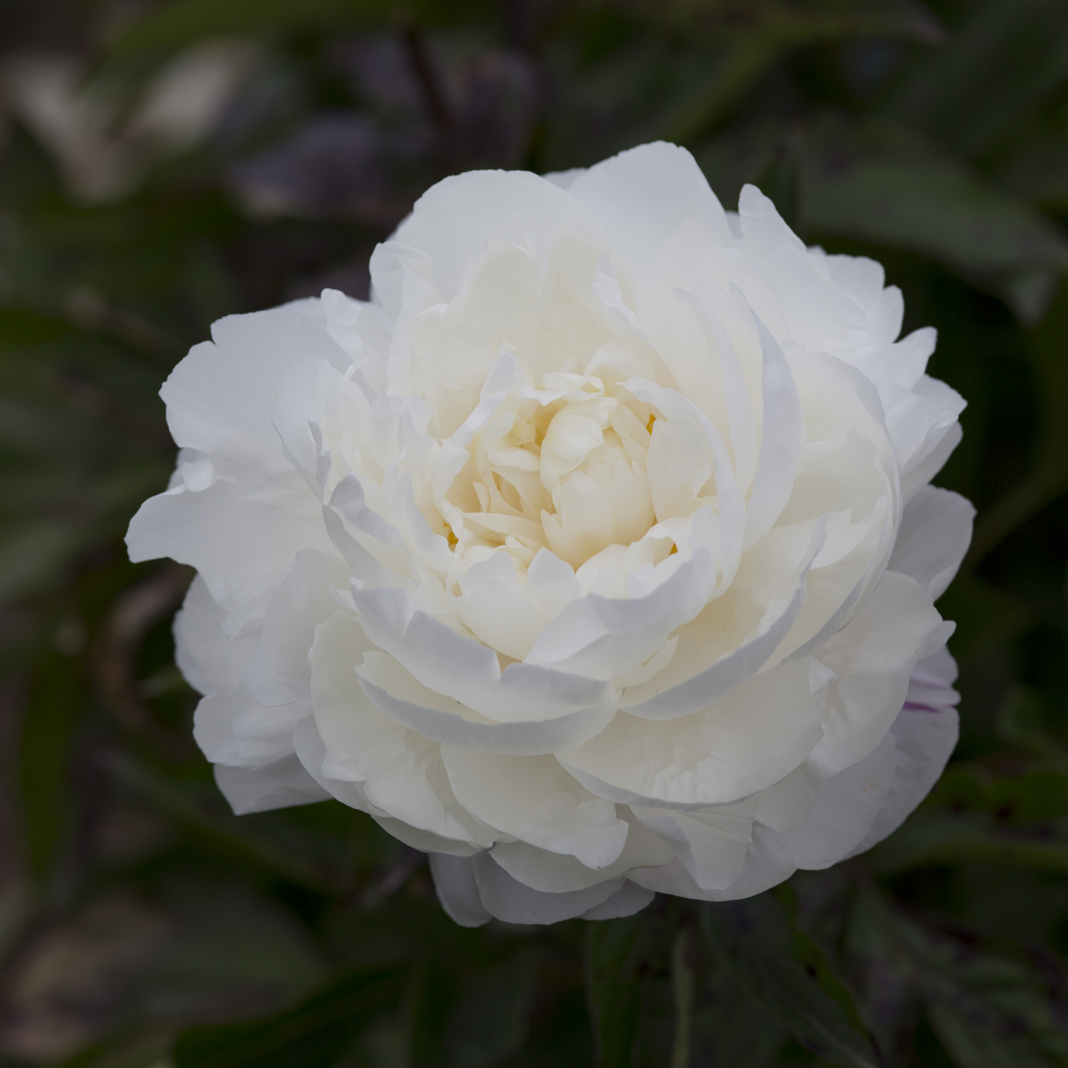 Duchesse de Nemours opening up