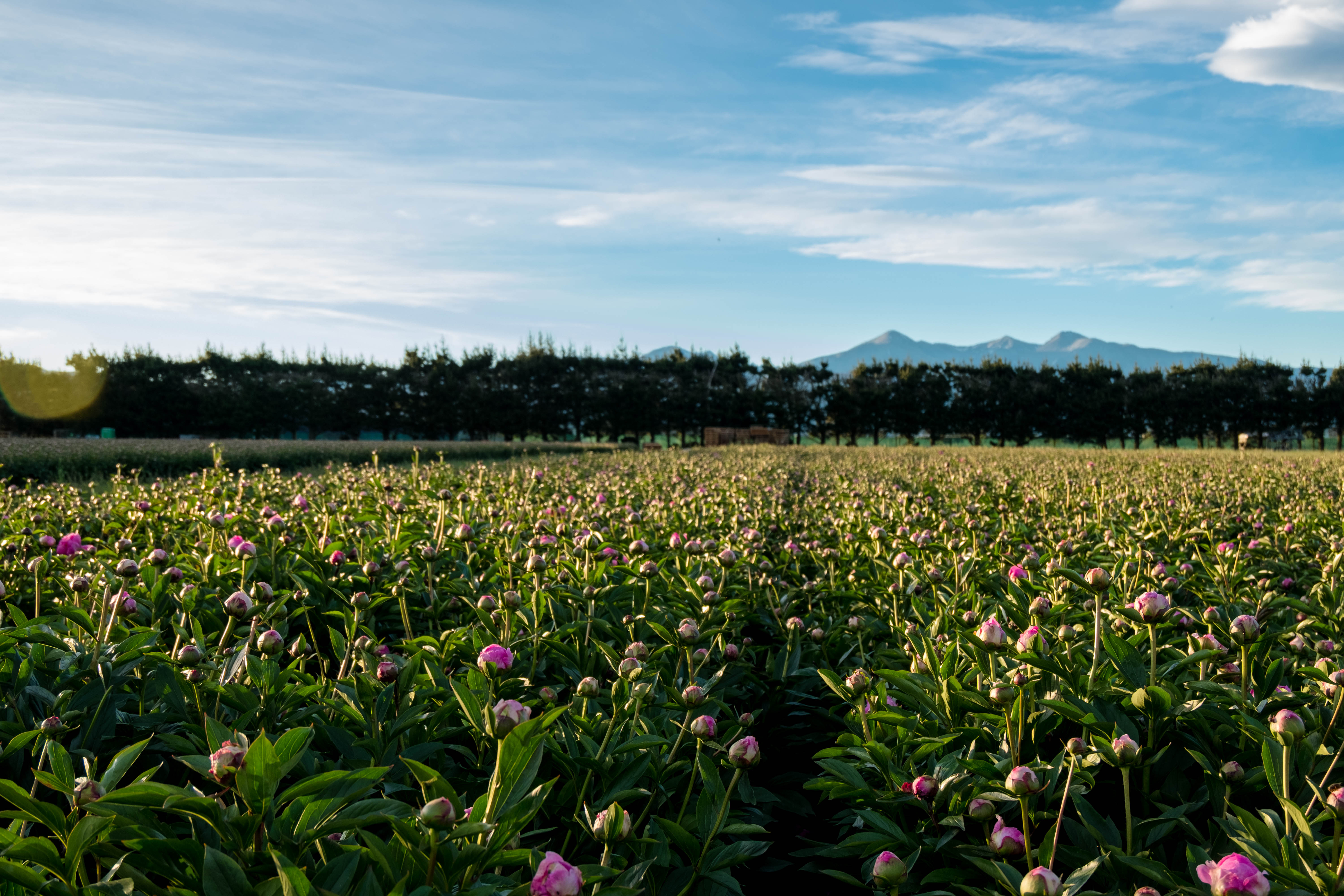 First light at the field