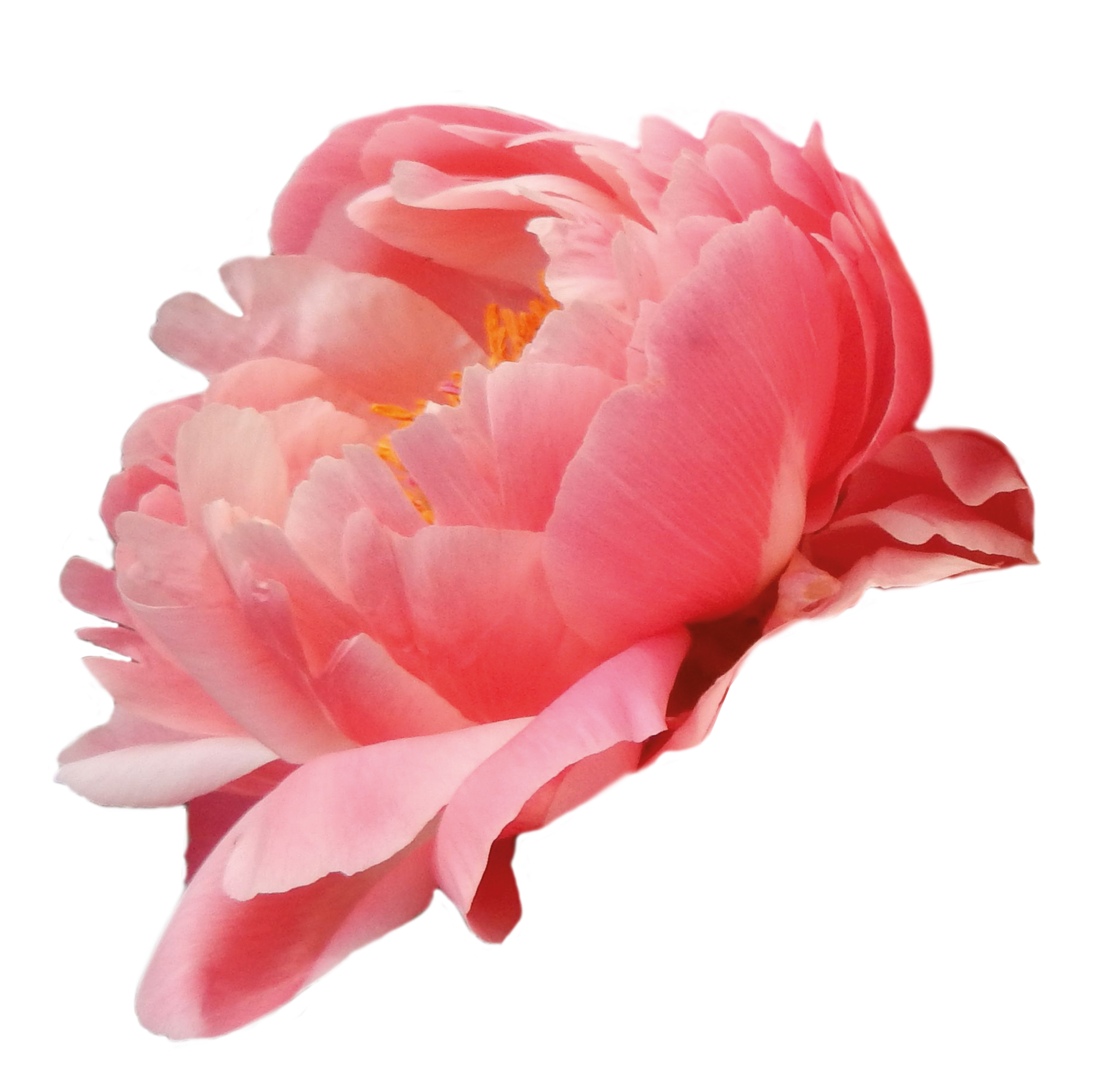 Coral Charm