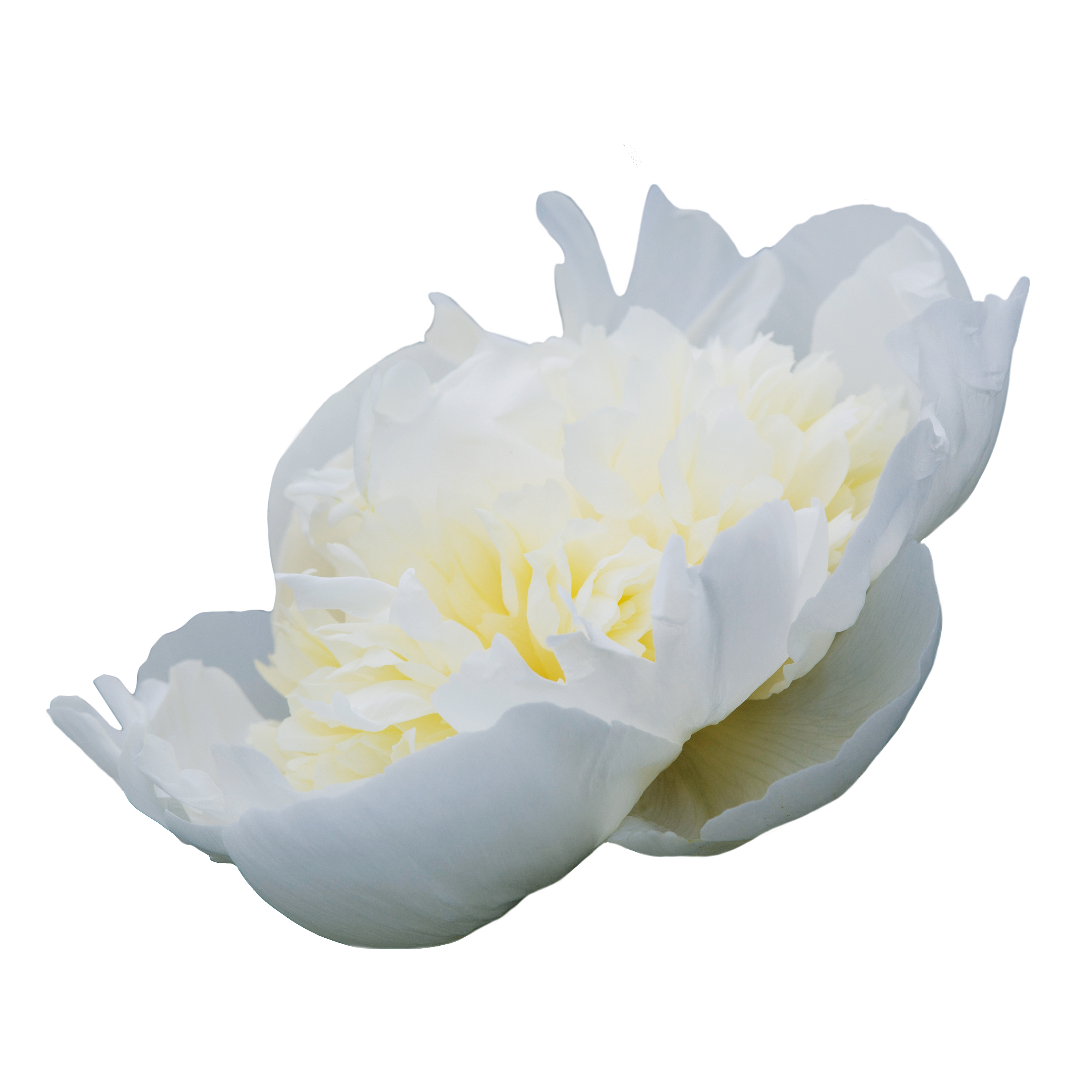 Duchesse de Nemours