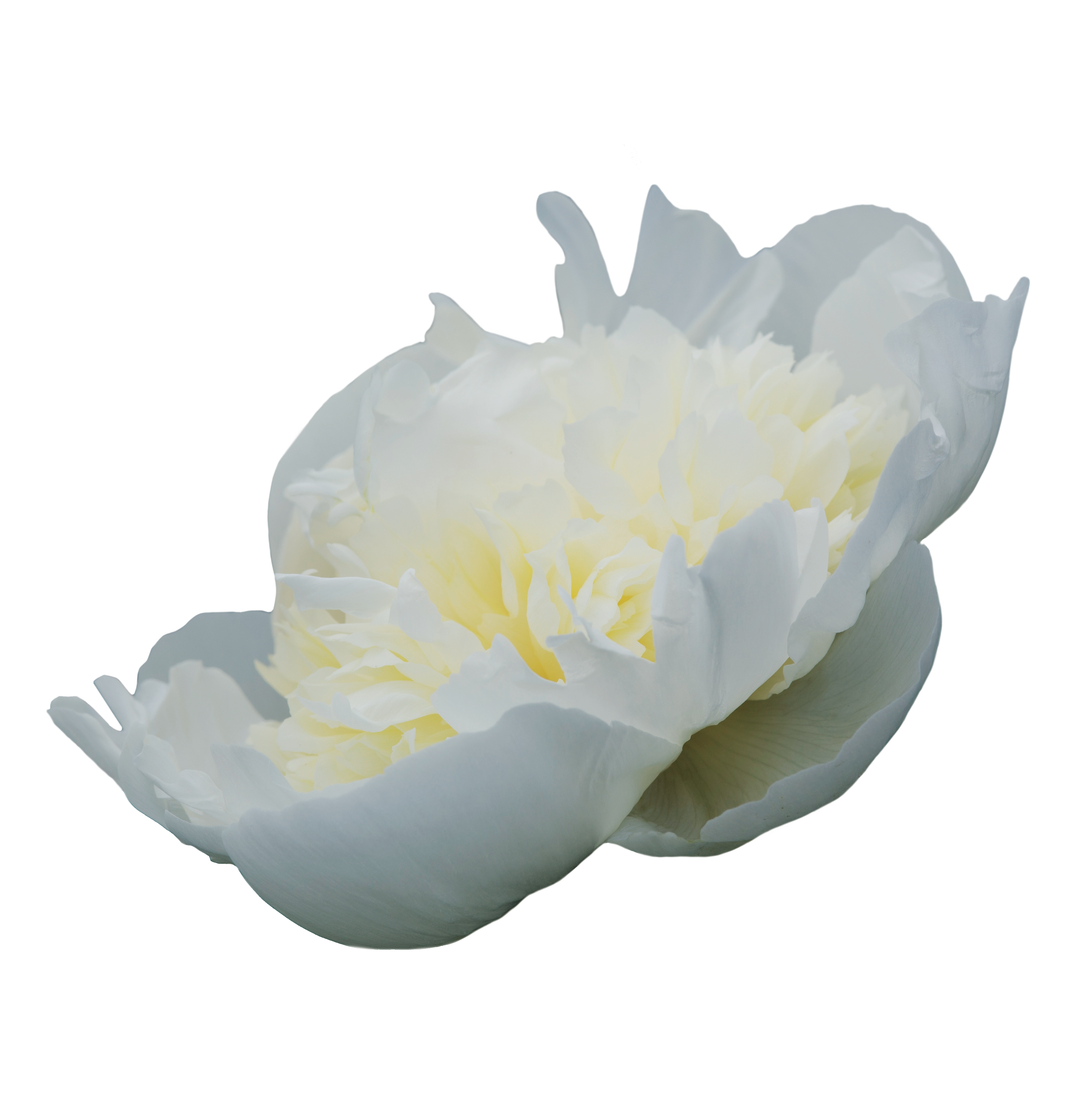 Duchesse de Nemours