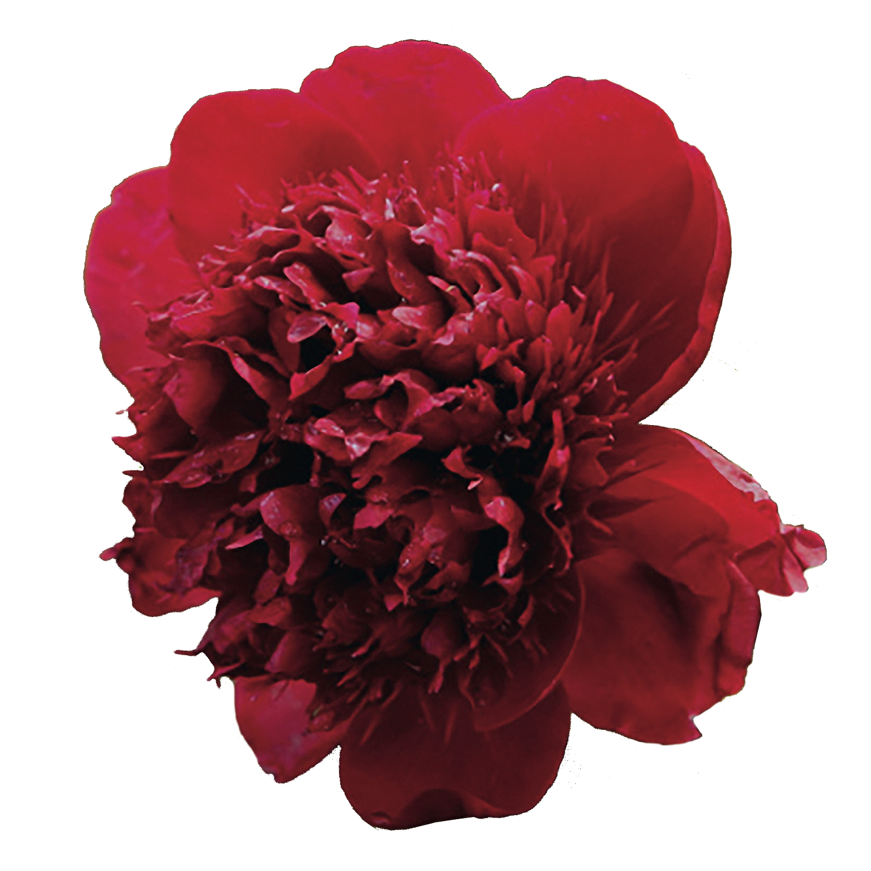 Red Charm
