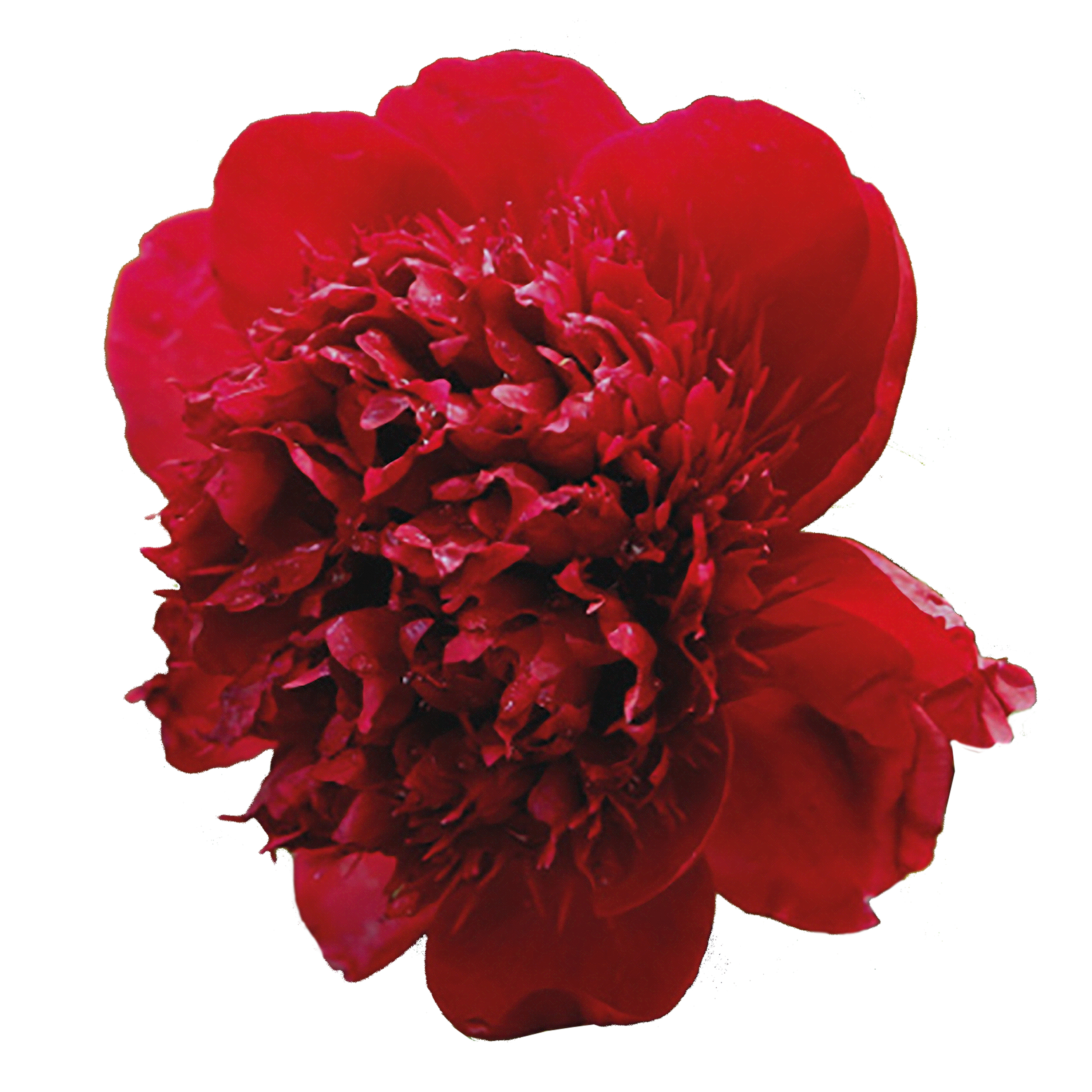 Red Charm